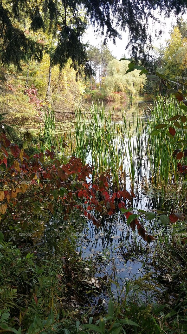 autumn pond 3