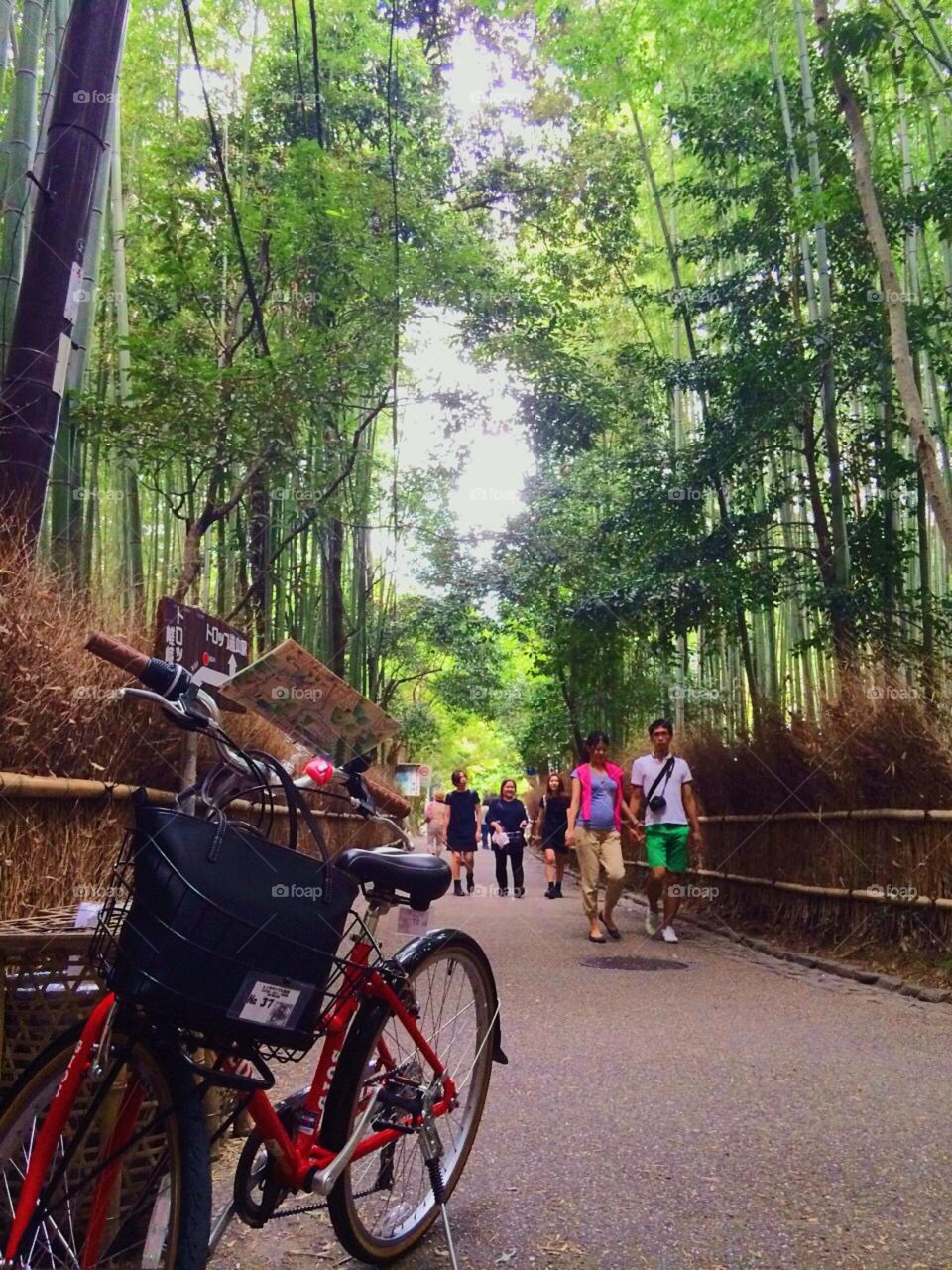 Bamboo forest 