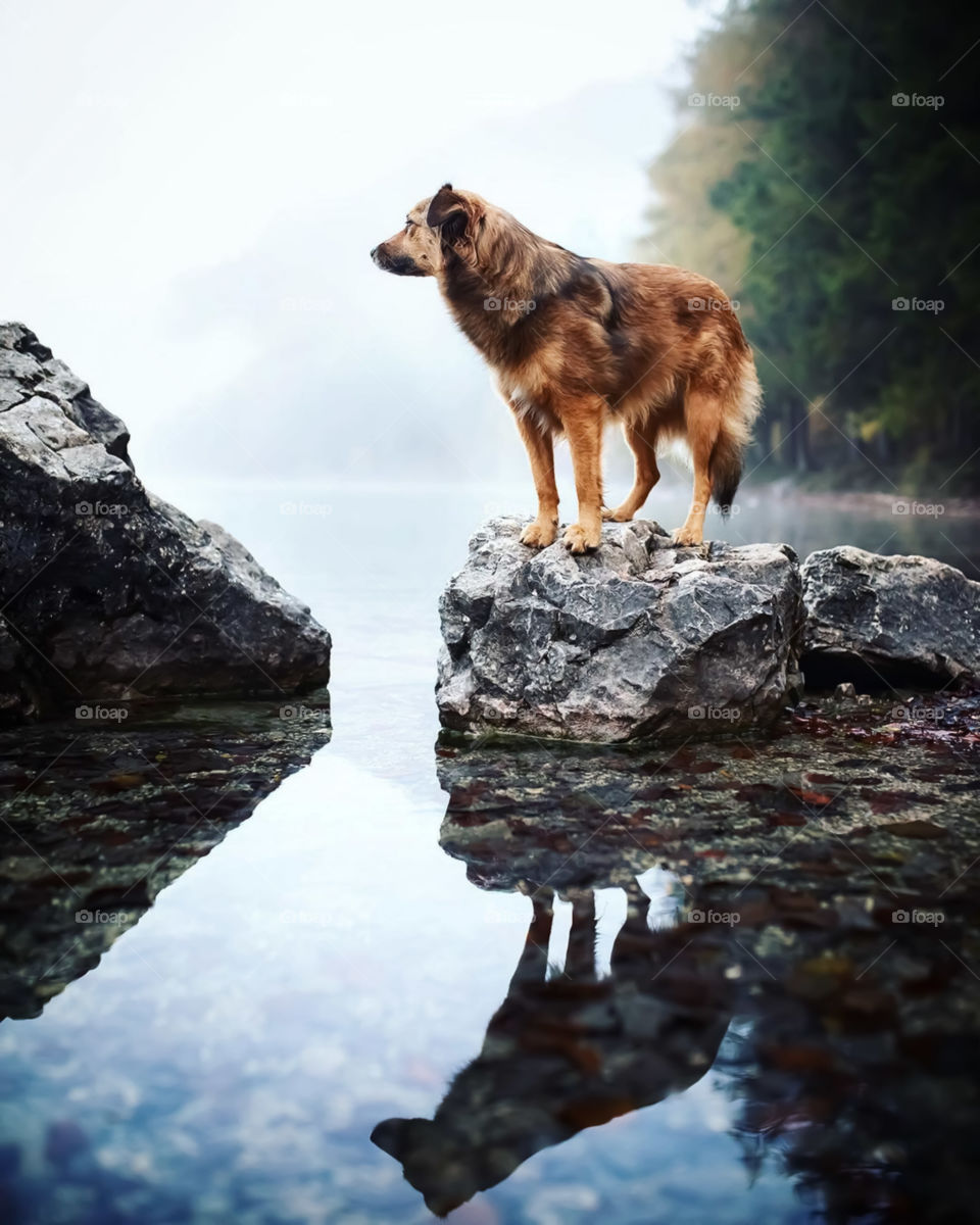 German Shepherd Dog On The Rocks