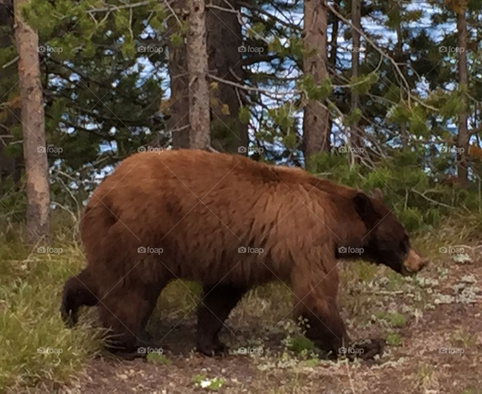 Bear walking at edge of woods near road in Yellowstone. 