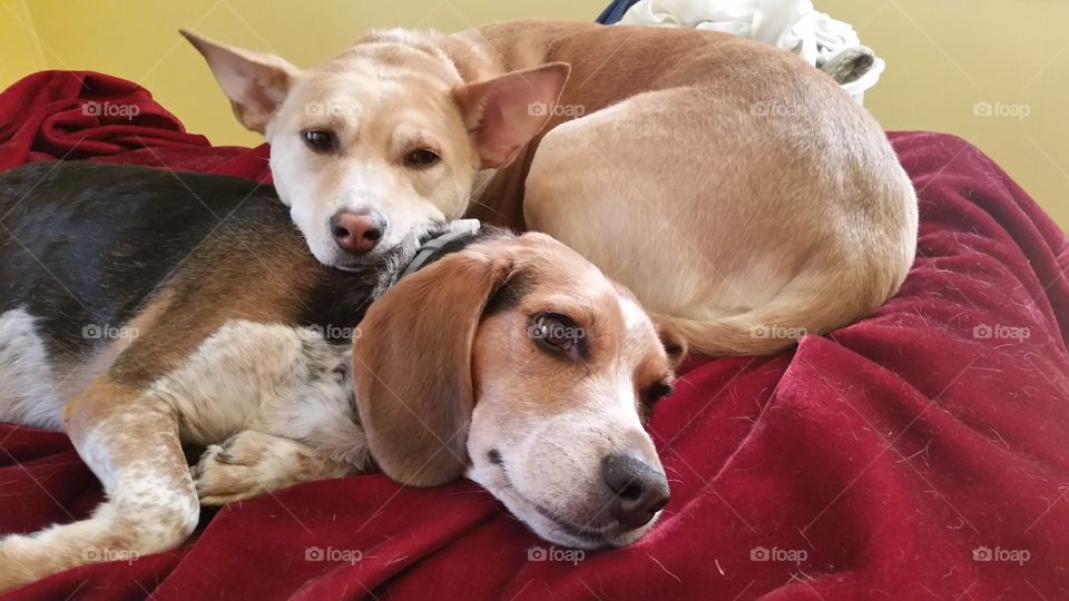 Using her brother as a pillow