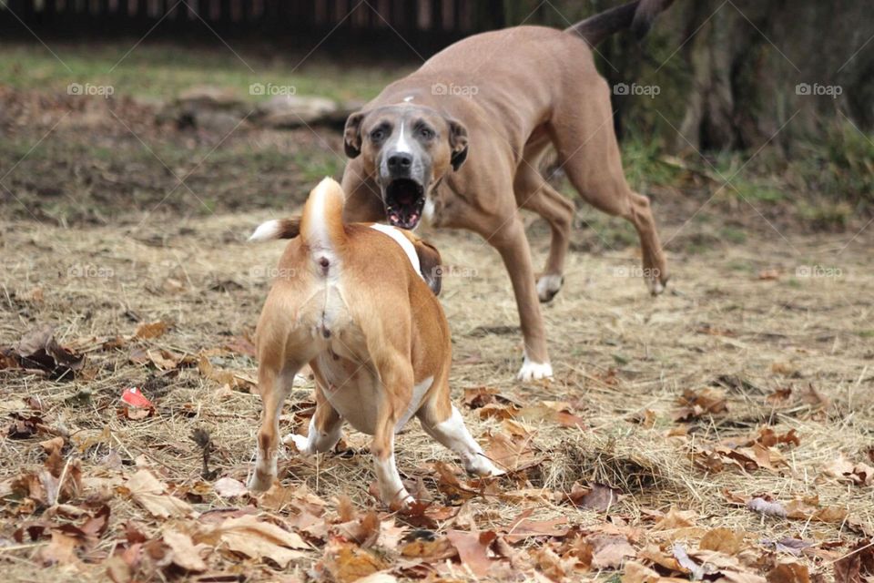 My bark is louder than yours!