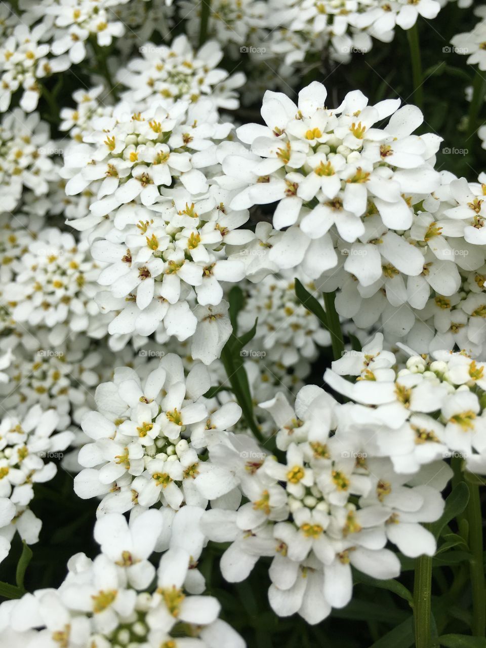 White flowers