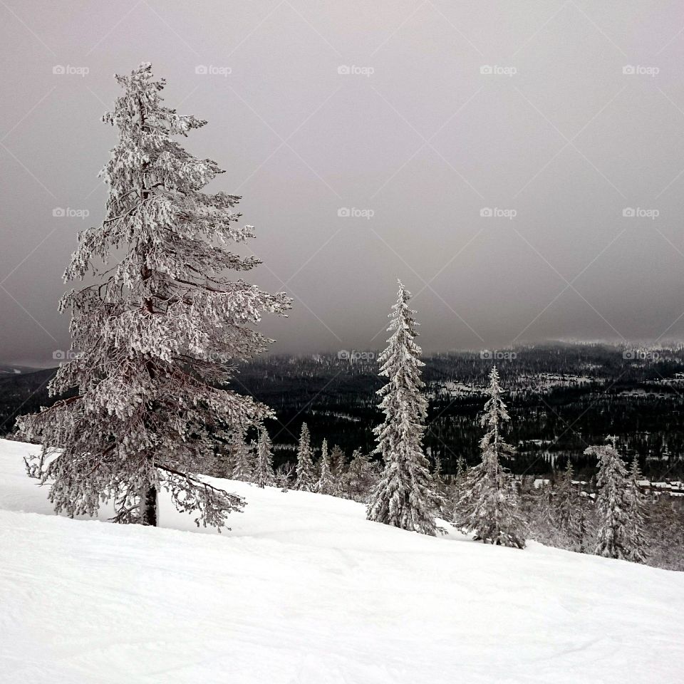 Fir-trees on a snowy hillside. Snow-covered fir-trees on a hillside