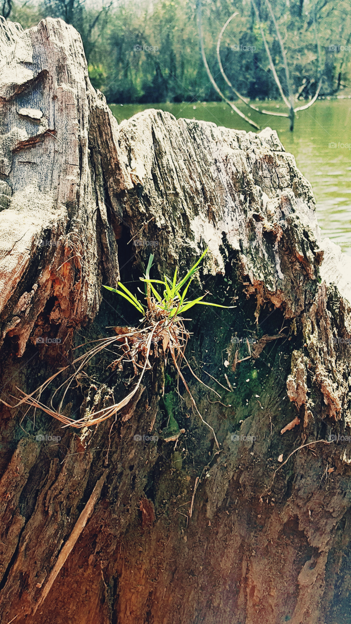 Grass in a stump in the middle of the lake