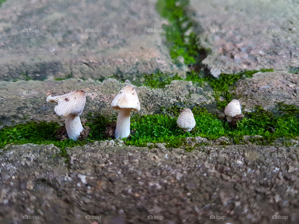 tiny mushrooms growing in moss on paved area