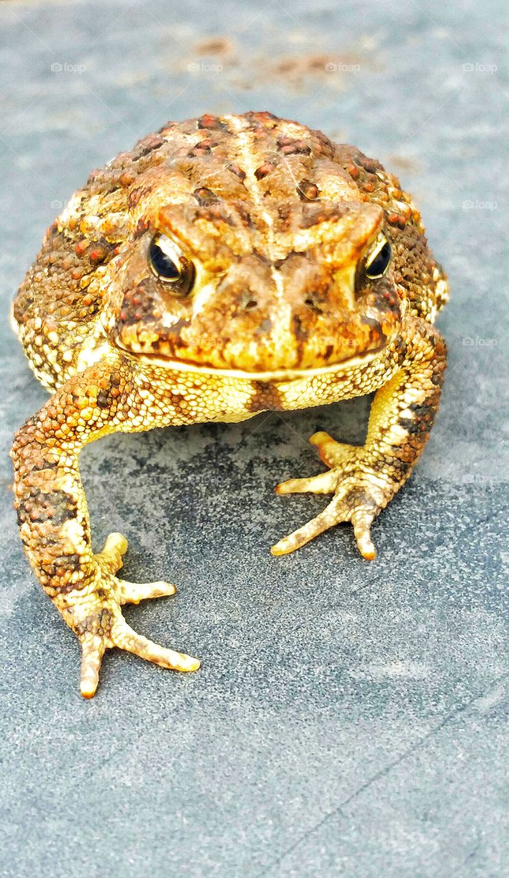 close up toad frog