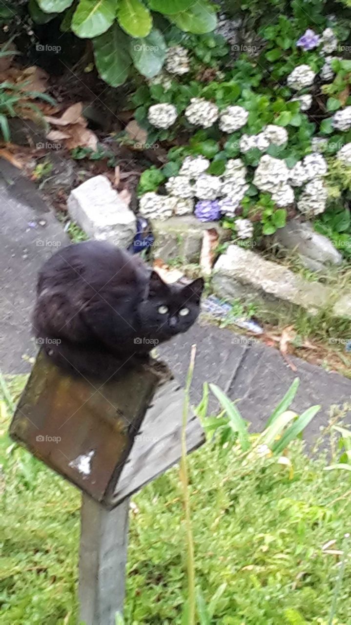 When our black cat waits for the birds to come home maybe they won't notice him on the bird house