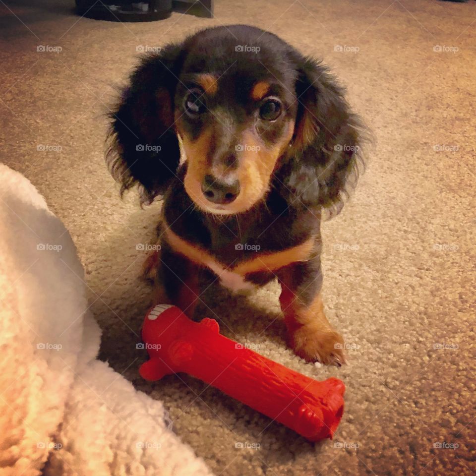 Miniature dachshund with squeaky toy