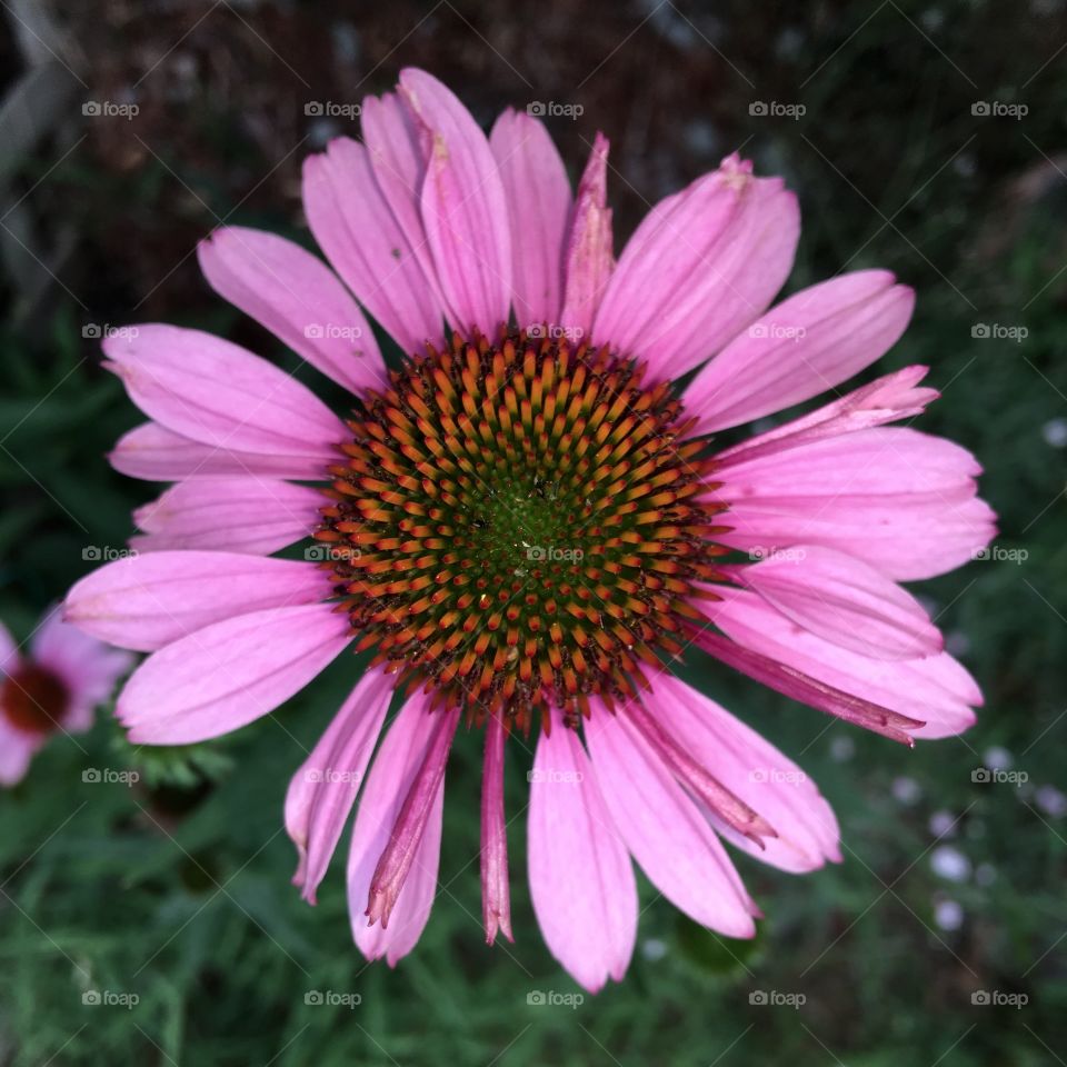 Coneflower Pictured From Above