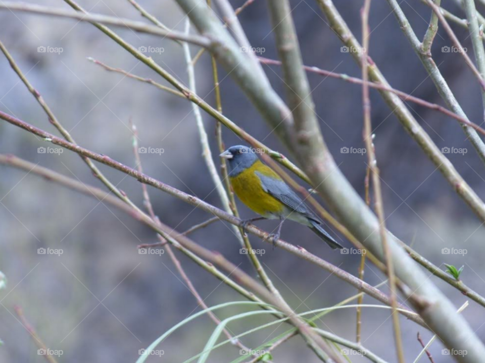 pájaro colorido en las ramas de un árbol