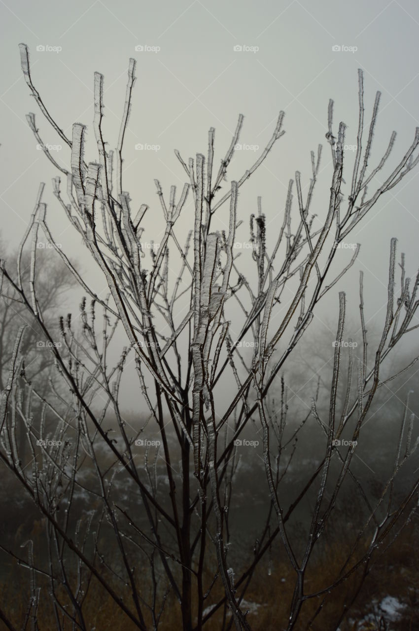 winter, fog, frost, tree, ice, frozen tree, iced,