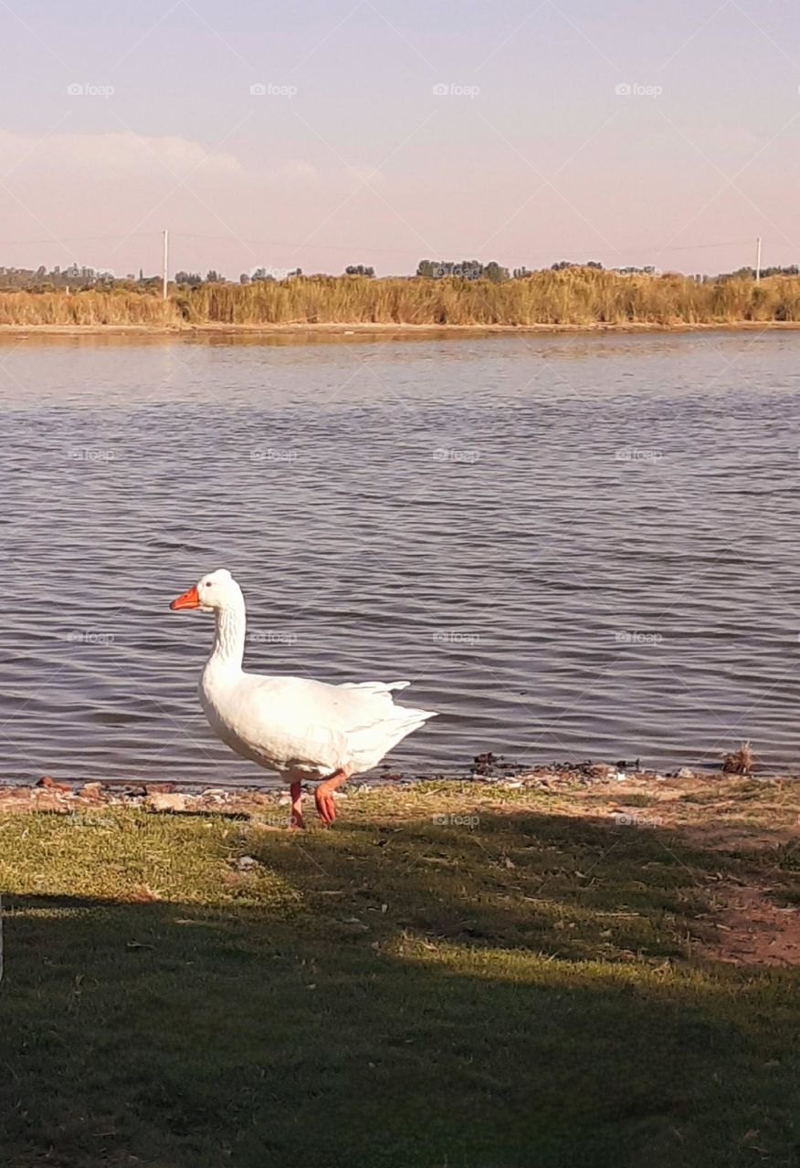 bird and lake