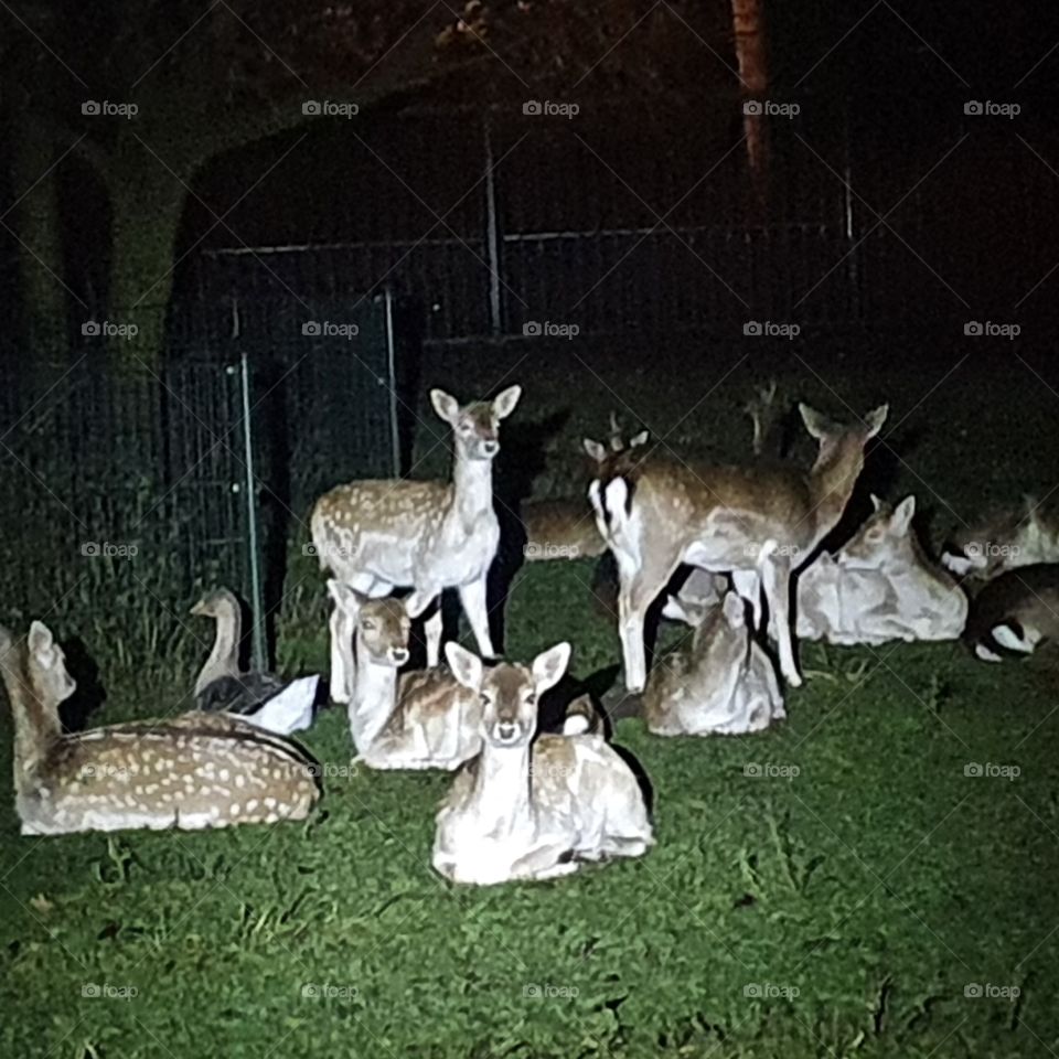 Deer in the late night view