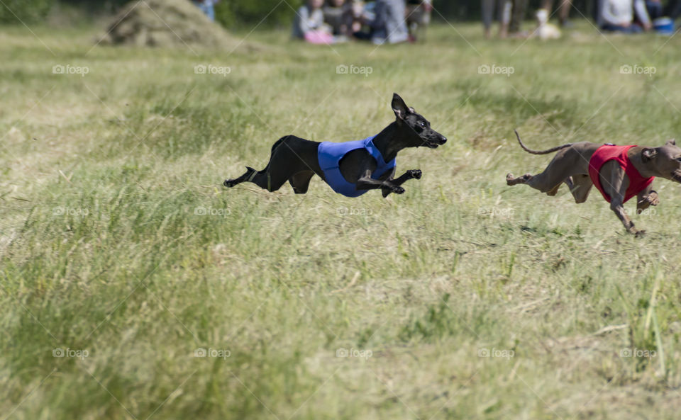 National Lure Coursing'o (CACL) in Lithuania (public event) that was on 2016-05-21