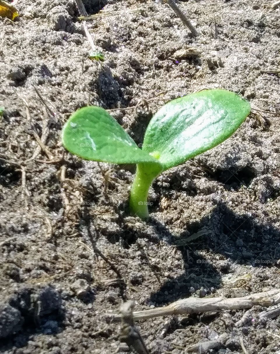 squash seedling