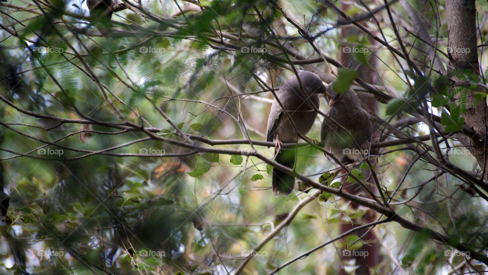 Two birds sharing their thoughts and having a quite time among the branches - a sweet moment.