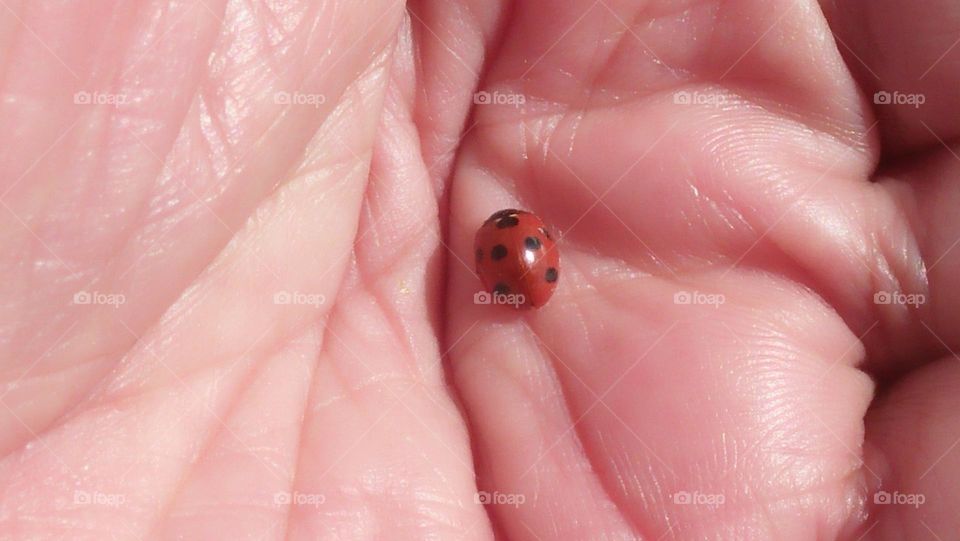 red ladybug felt peaceful into my hands.