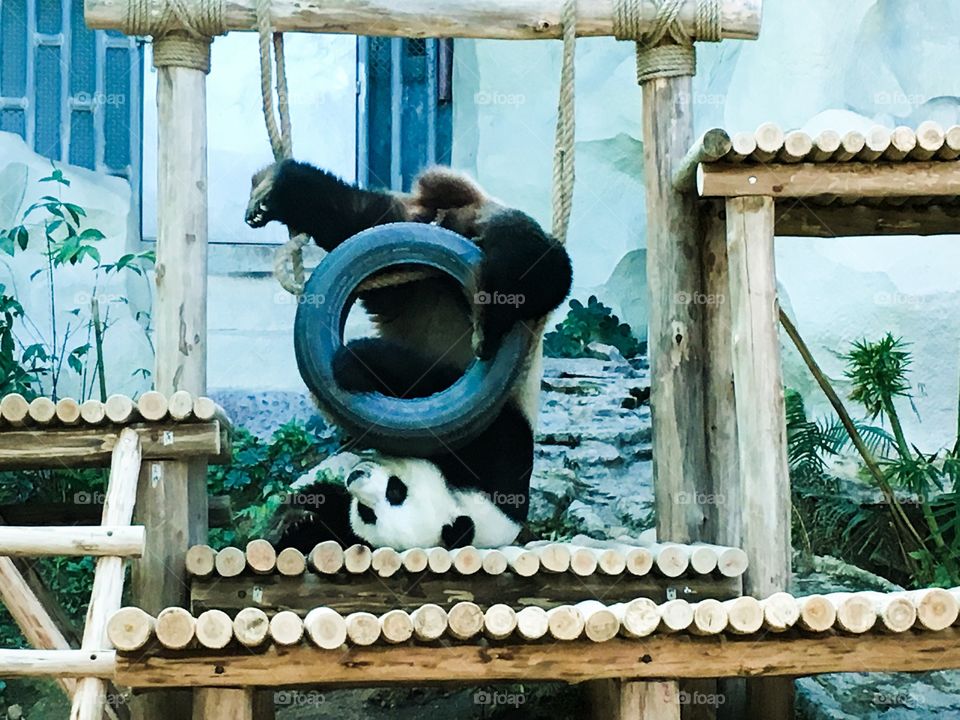 Panda upside down