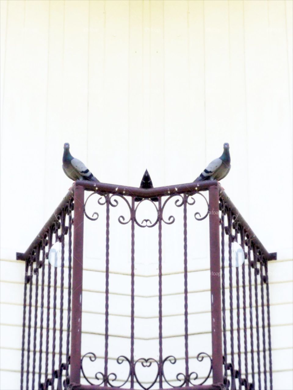 Birds on the balcony. The pigeon on the balcony