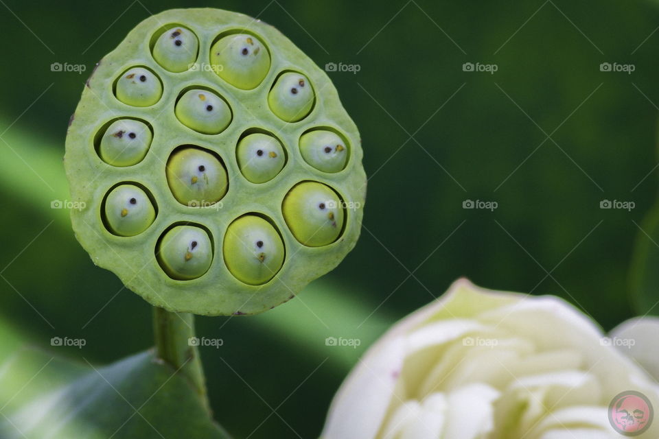 Japanese Garden . This image was taken at a Japanese Garden in Grand Rapids, Michigan. 