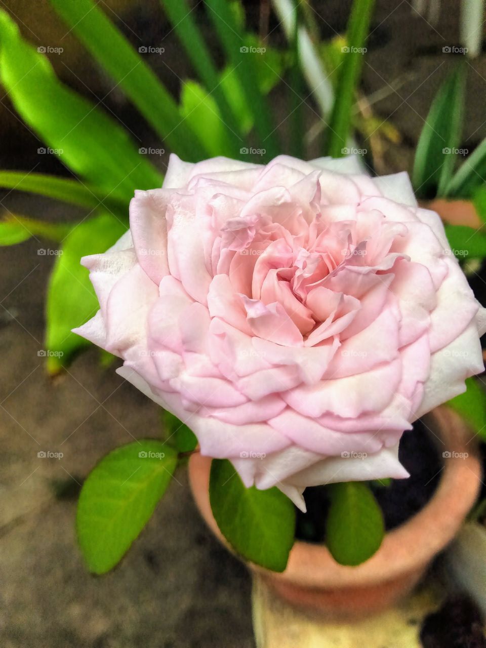 flor de mi jardín