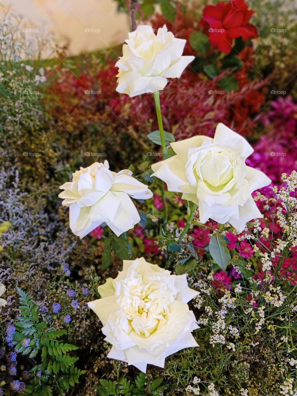 Beautiful white roses