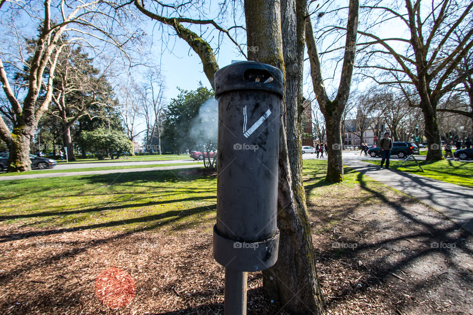 Tree, No Person, Garden, Park, Outdoors