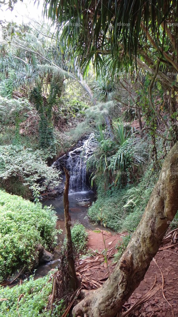 Trail. Hawaiian trail