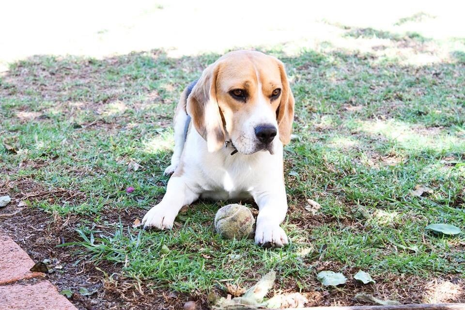 Beagle with Ball