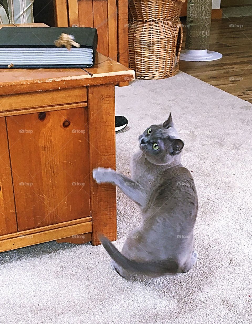 Playing with the kitty.  She is very intent on getting hold of the kitty dancer.  She is a little, gray Burmese cat.