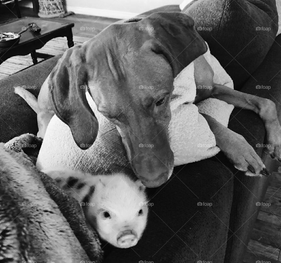 Lucky and new Friend