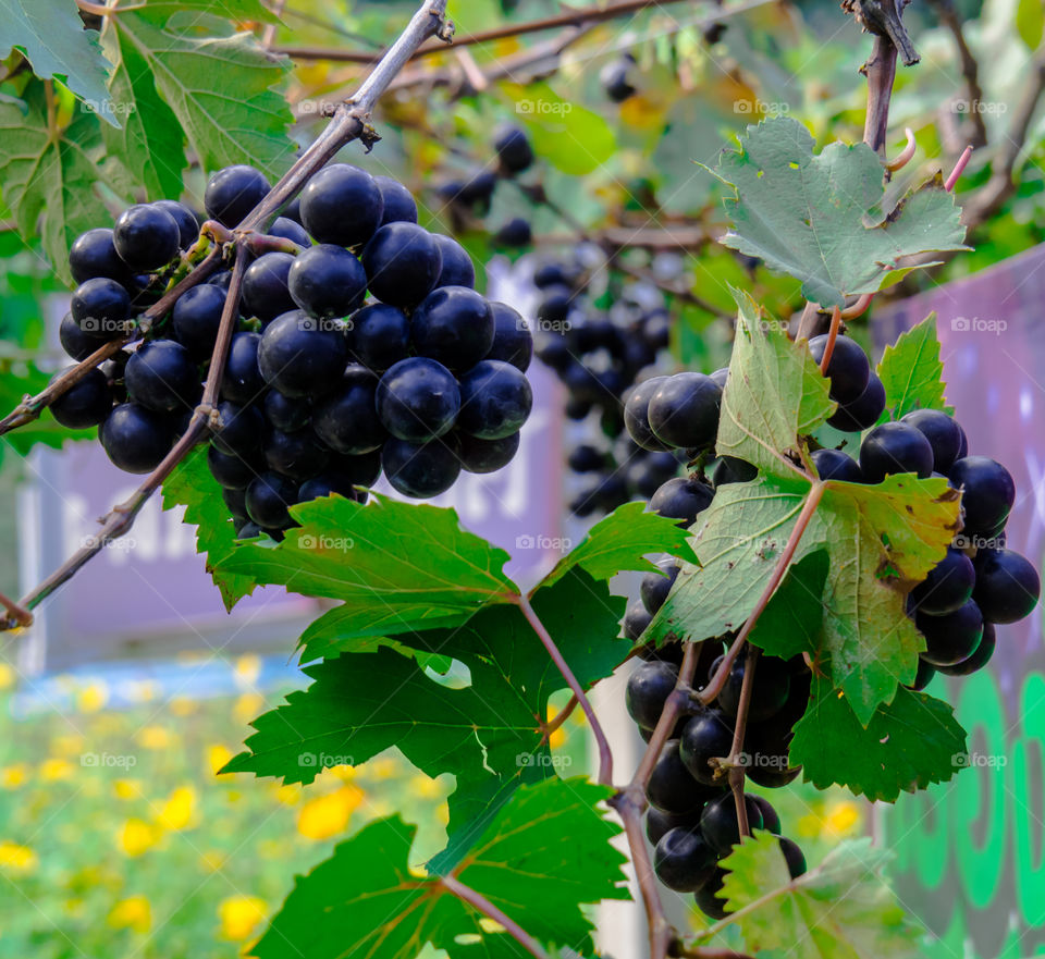 The Grapes fresh from the farm.