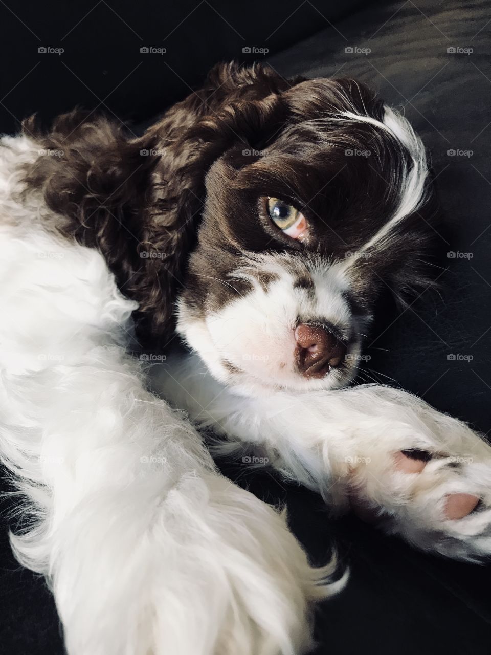 Green eyed cocker spaniel puppy with brown and white fur. 