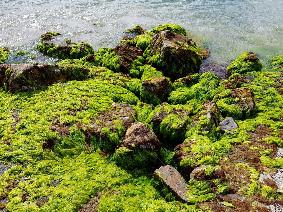 Green moss in the riverbank 