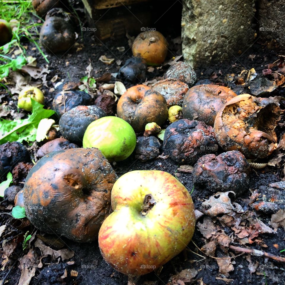 Autumn rotten apples