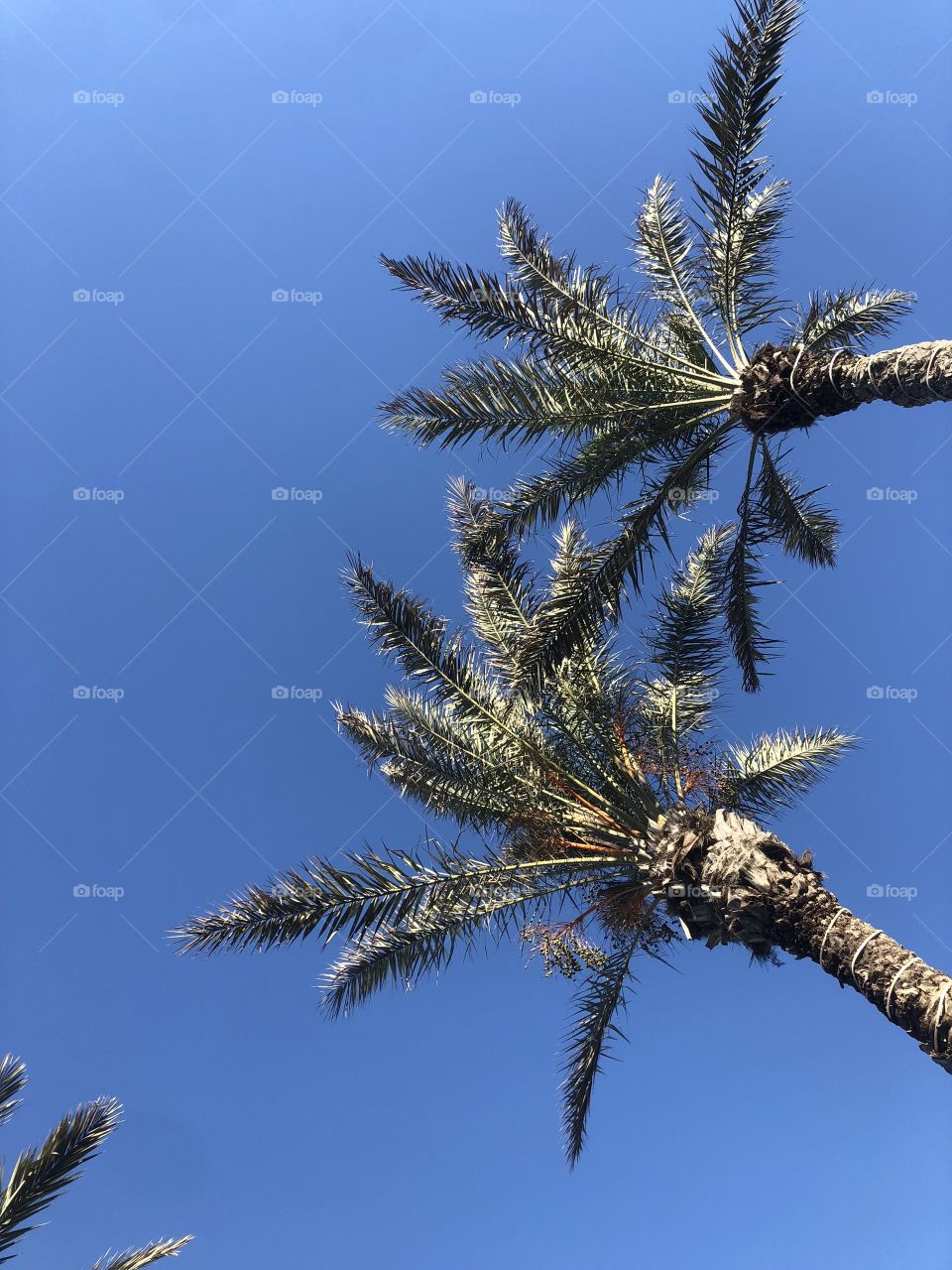 Palm