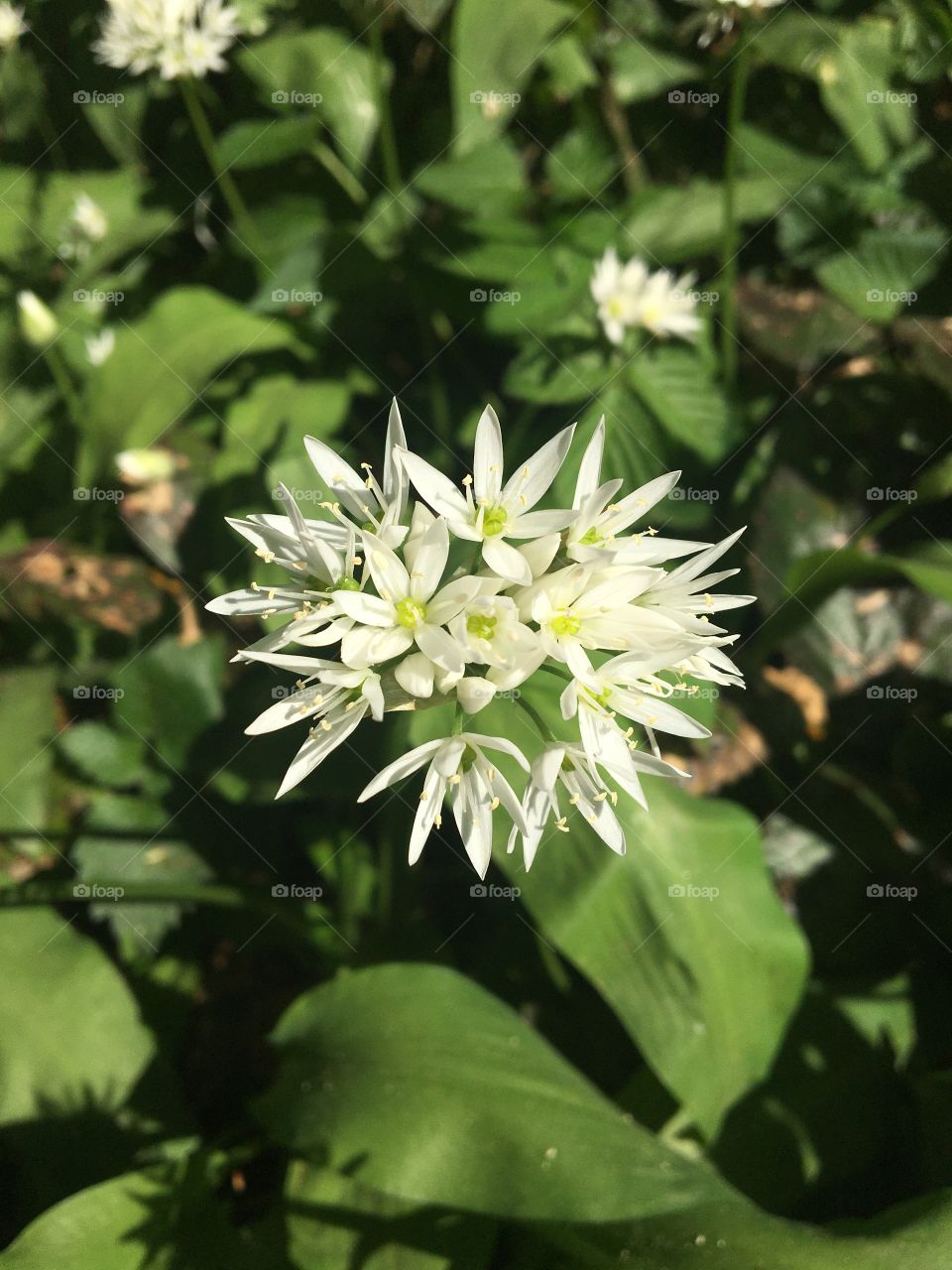 Wild garlic blooming