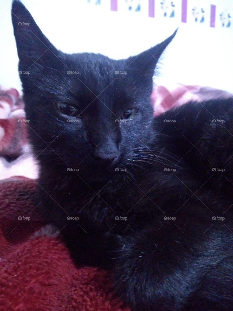 Black cat... My lazy cat... Gato preto...Minha gata preguiçosa...