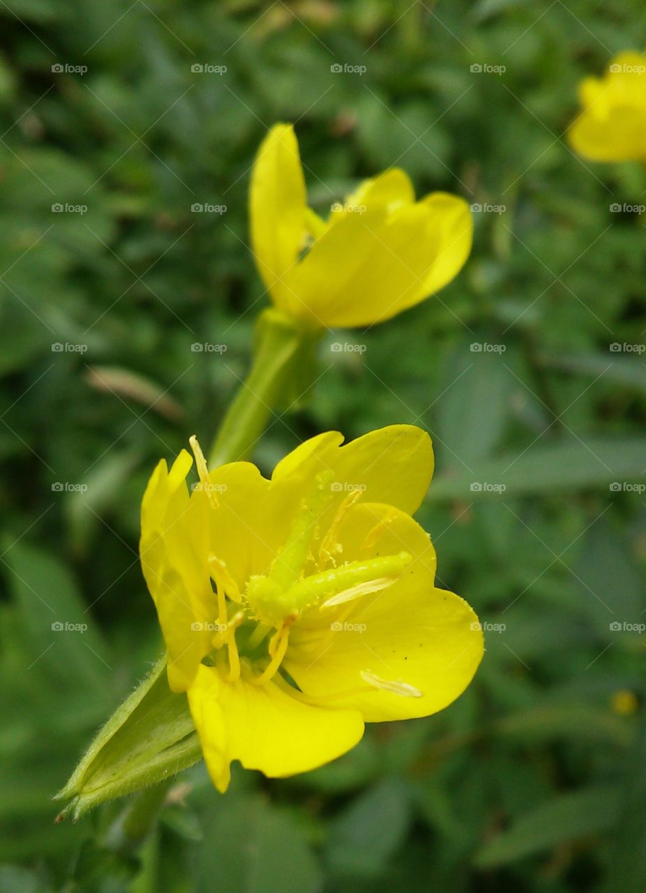 Vibrant sight on a nature walk