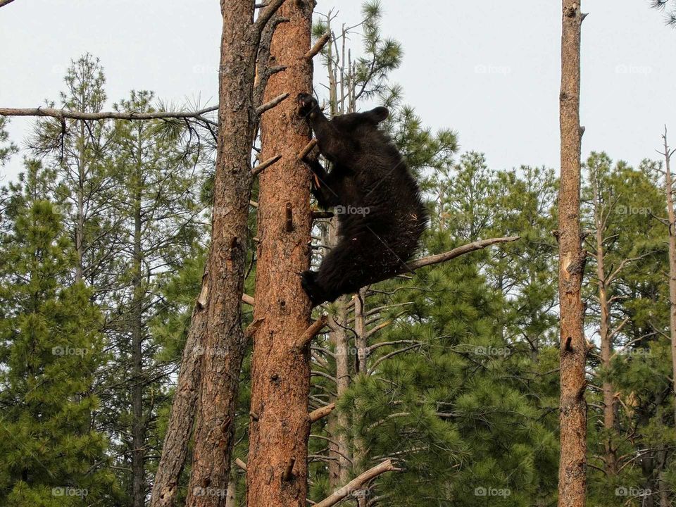Bear climbing a tree