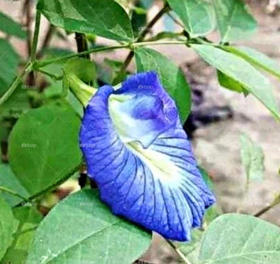 most beautiful and attractive flowers in the garden.