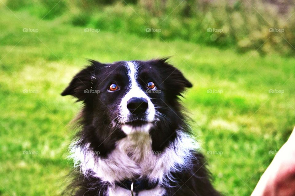 Collie