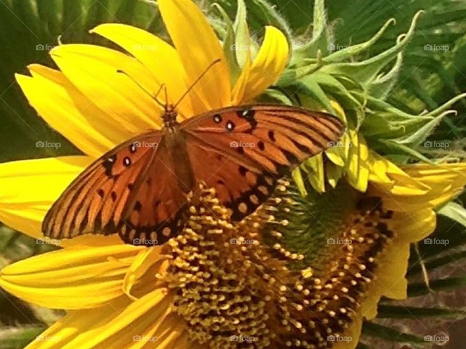 Butterfly yellow 