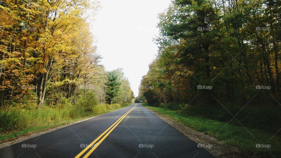 Road through forest landscape