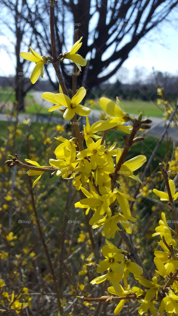 Nature, Flower, Leaf, Tree, Flora