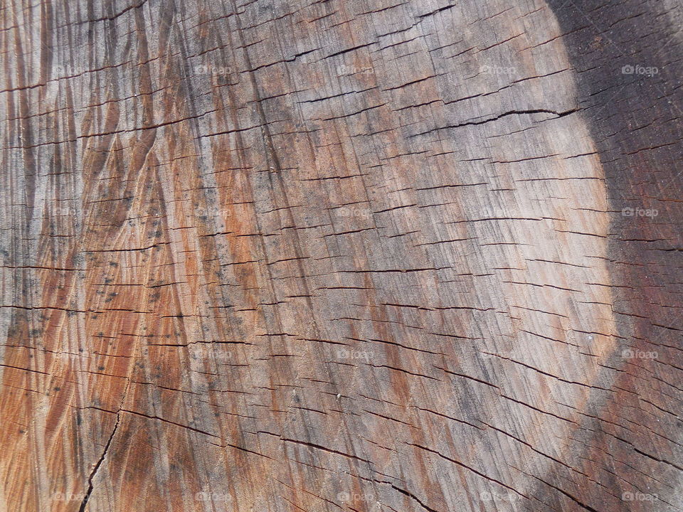 Tree trunk rings