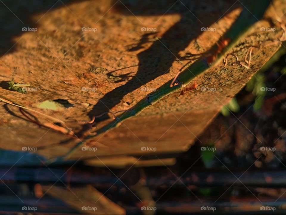 Red ants on the ground in the garden