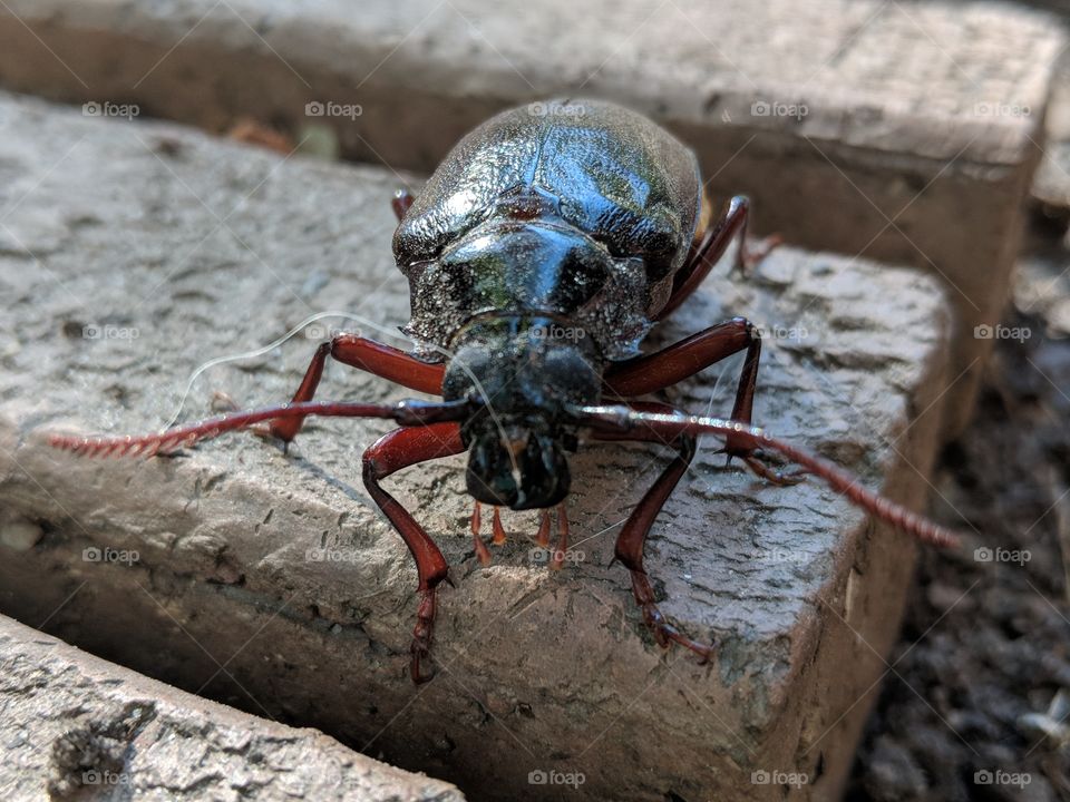 Beetle crawling along a brick pathway