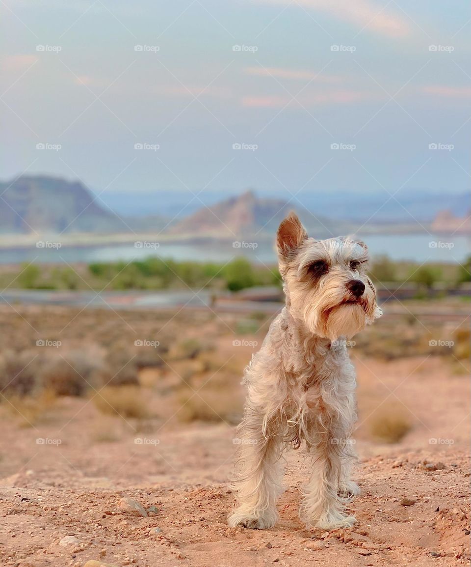Mini schnauzer enjoying the views of lake Powell in Arizona 